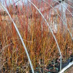 CORNUS SERICEA CARDINAL Red Twig Dogwood